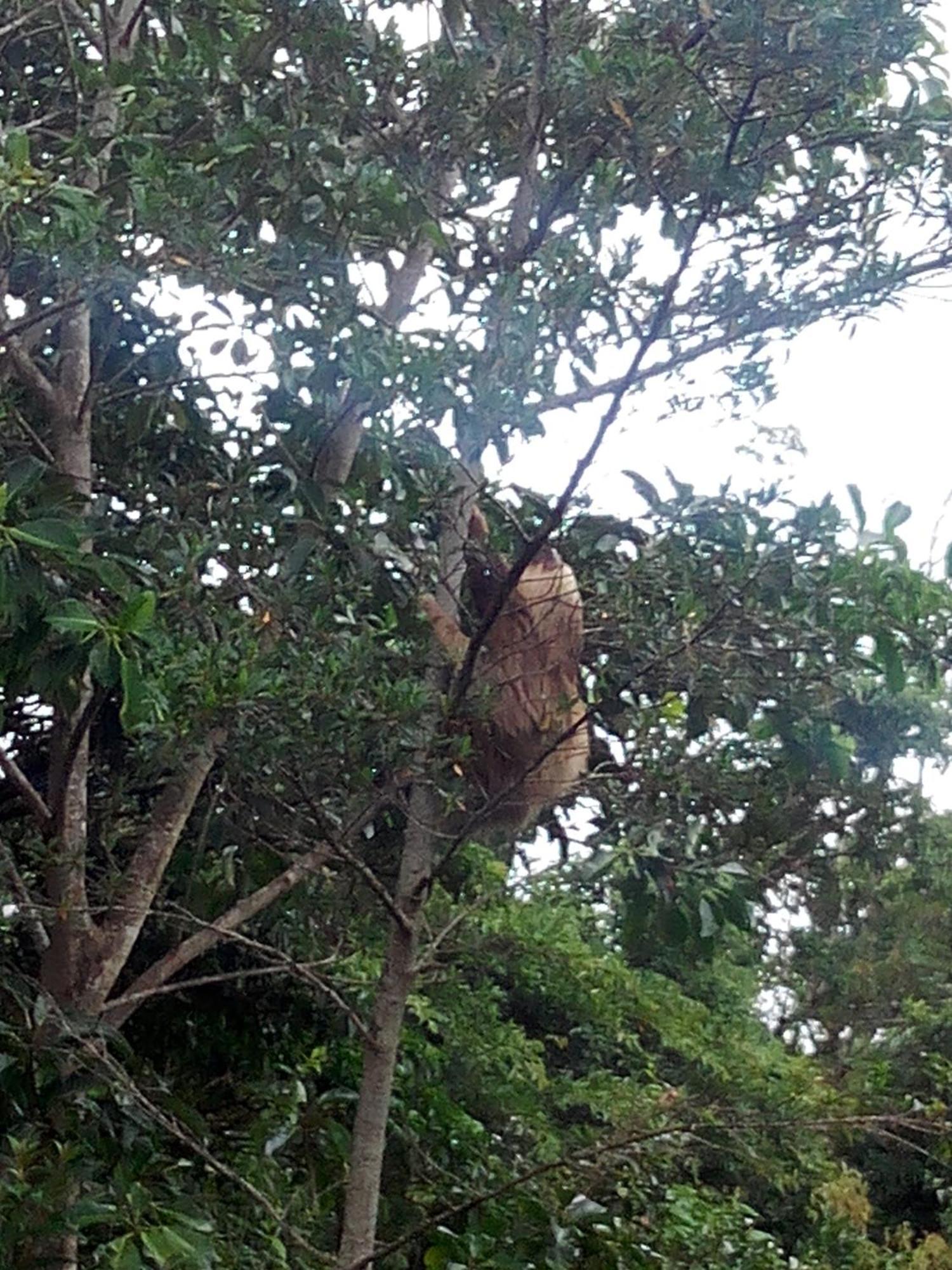 Hotel Claro De Luna Monteverde ภายนอก รูปภาพ