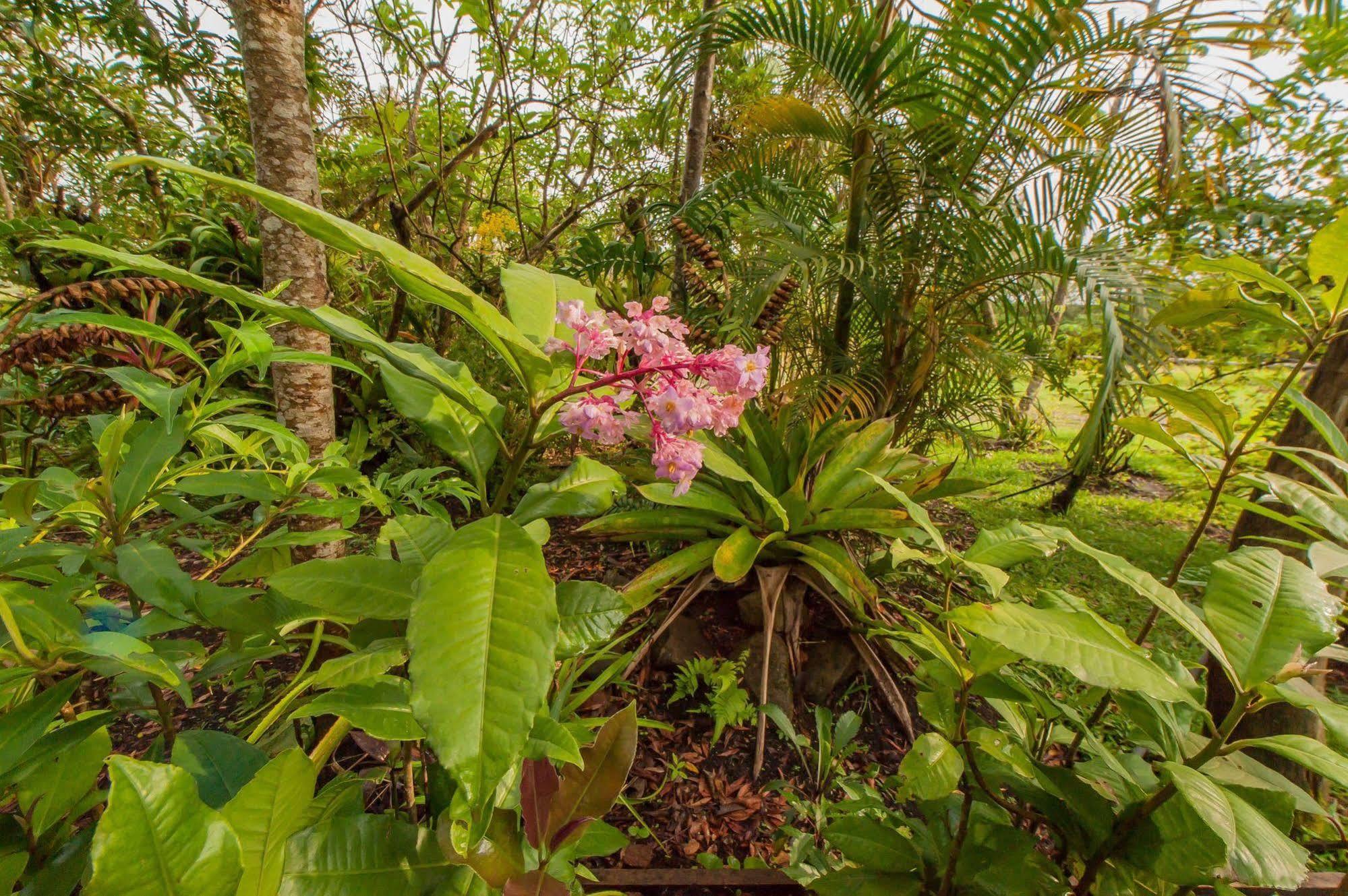 Hotel Claro De Luna Monteverde ภายนอก รูปภาพ